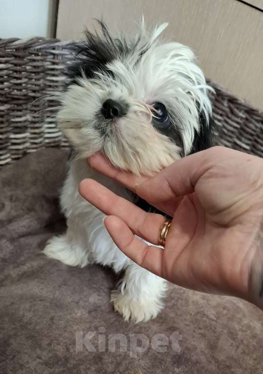 Собаки в Кропоткине: Ши-тцу Мальчик, 20 000 руб. - фото 1