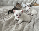 Кошки в Липецке: Шотландские котята Разнополые, 3 000 руб. - фото 4