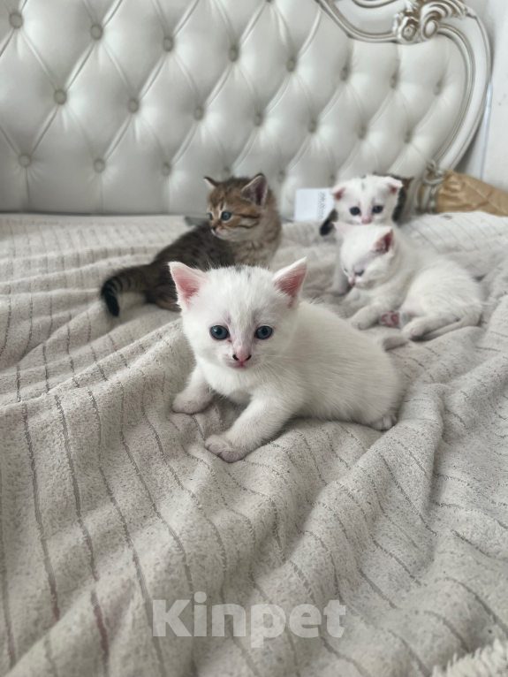 Кошки в Липецке: Шотландские котята Разнополые, 3 000 руб. - фото 4