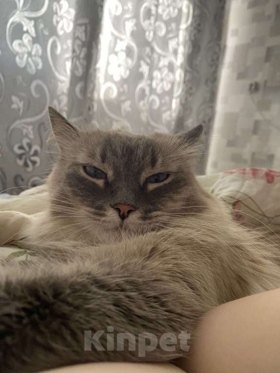 Кошки в Костроме: В добрые руки❤️ Девочка, Бесплатно - фото 1