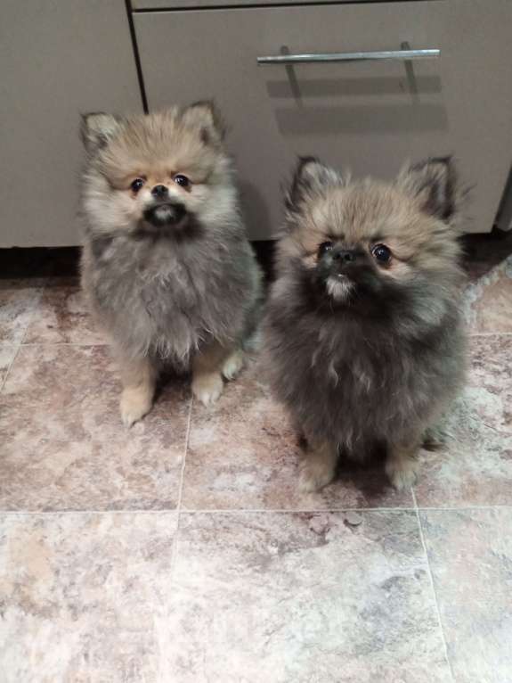 Собаки в Приморско-Ахтарске: Продаю Мальчик, 15 000 руб. - фото 3