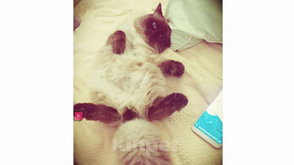 Кошки в Краснодаре: Кот Невской маскарадной породы вязка Мальчик, 5 000 руб. - фото 2