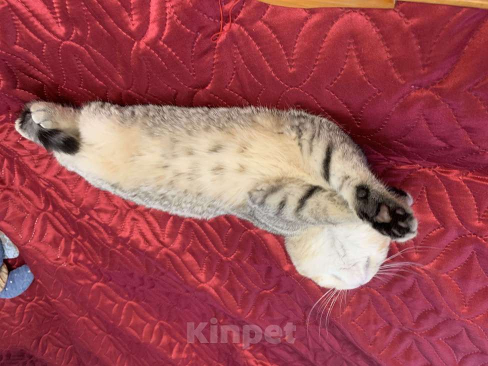 Кошки в Санкт-Петербурге: Шотландская короткошорстная Девочка, 20 000 руб. - фото 7