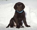 Собаки в Великом Новгороде: Шоколадные малыши лабрадора из племенного питомника Мальчик, 70 000 руб. - фото 4
