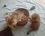 Кошки в Краснодаре: Котята Золотой шиншиллы Мальчик, Бесплатно - фото 4