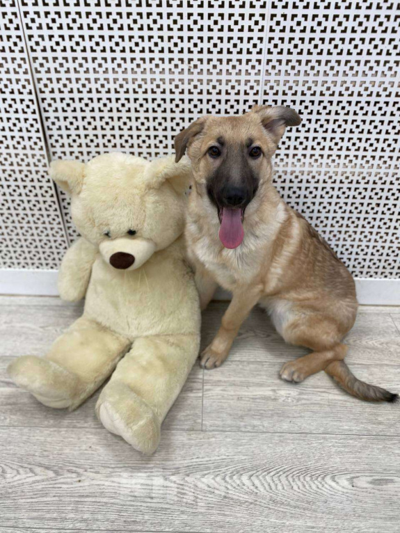 Собаки в Москве: Щенки бесплатно в Москве Девочка, Бесплатно - фото 5