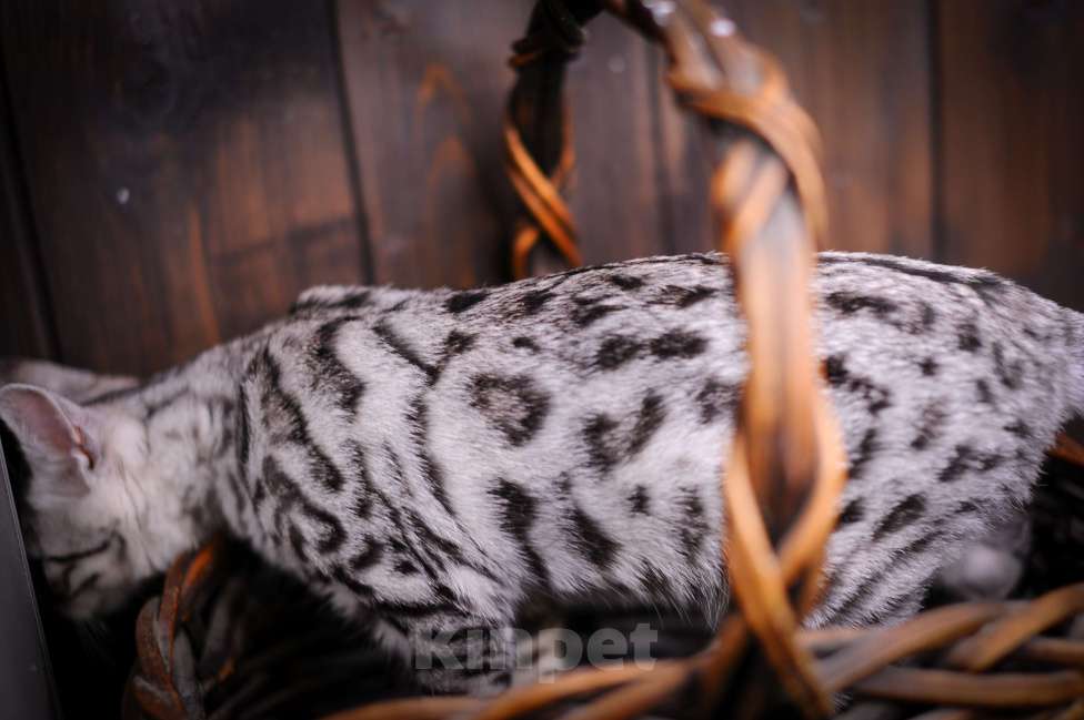 Кошки в Москве: Бенгальский котенок серебро Мальчик, Бесплатно - фото 6