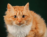 Кошки в Москве: Пушистый красавец котик Персей в добрые руки Мальчик, 1 руб. - фото 3