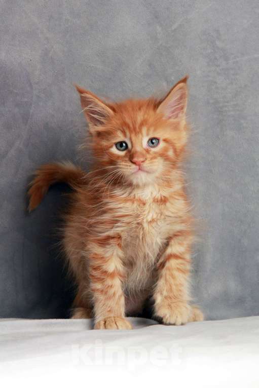 Кошки в Москве: Мейнкун Мальчик, Бесплатно - фото 3