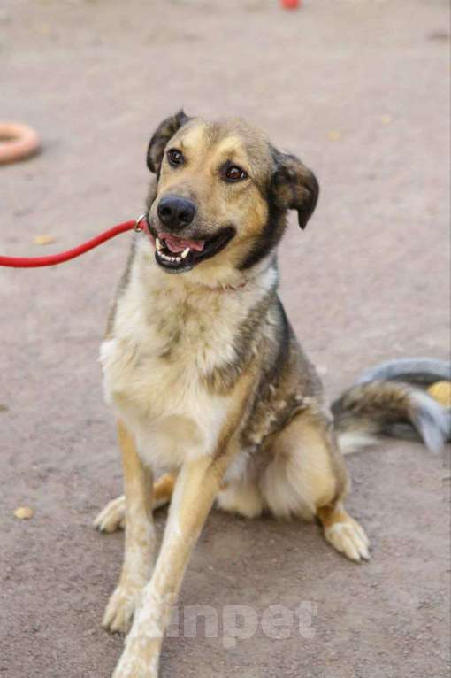 Собаки в Санкт-Петербурге: Добрый, домашний молодой пёс Арчи ищет дом Мальчик, Бесплатно - фото 8