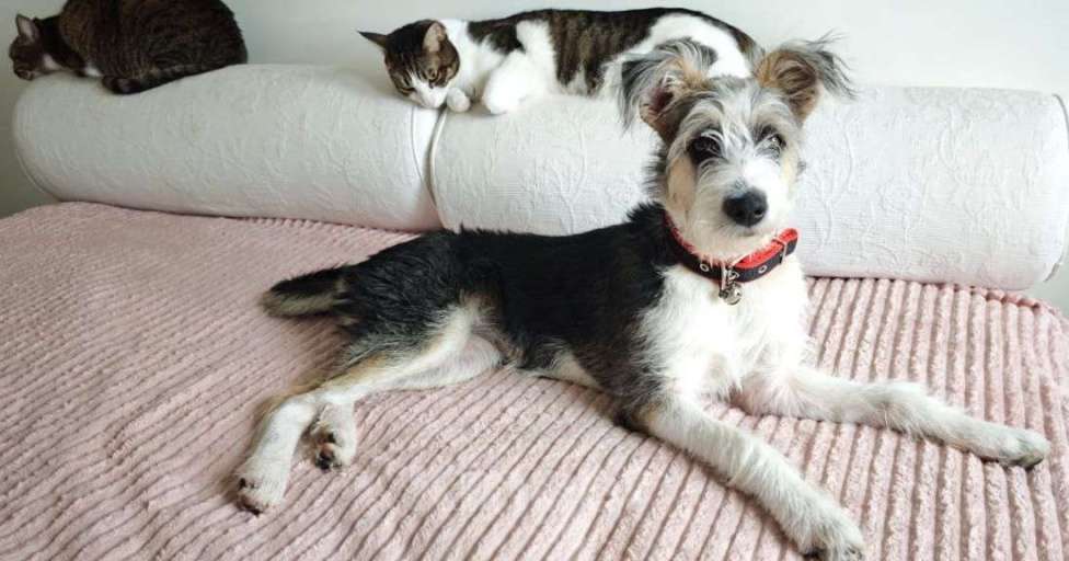 Собаки в Долгопрудном: Нежный бородатик ищет дом Девочка, Бесплатно - фото 5