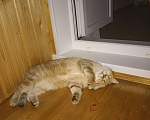 Кошки в Дзержинске: Кошечка золотая шиншилла Девочка, 1 000 руб. - фото 5