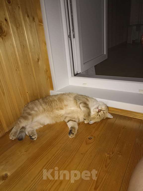 Кошки в Дзержинске: Кошечка золотая шиншилла Девочка, 1 000 руб. - фото 5