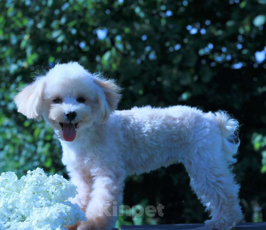 Собаки в Москве: мальтипу ф1 мини Девочка, 100 000 руб. - фото 4