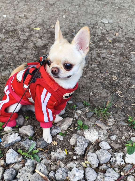 Собаки в Донецке: Предлагается на вязку, кобель породы чихуахуа. Мальчик, 10 000 руб. - фото 4