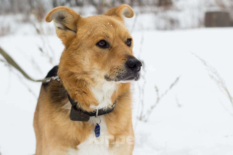 Собаки в Москве: Норман Мальчик, Бесплатно - фото 5