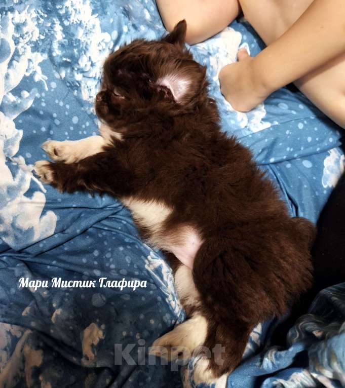 Собаки в Санкт-Петербурге: Гипер ласковая и веселая чихуахуа Глаша Девочка, 100 000 руб. - фото 7