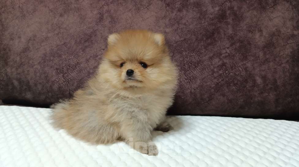 Собаки в Сочи: Померанский(немецкий) шпиц мини Мальчик, Бесплатно - фото 5