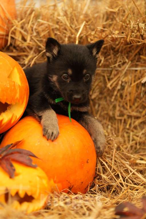 Собаки в Мурманске: Сука восточноевропейская овчарка Девочка, 60 000 руб. - фото 9