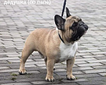 Собаки в Бийске: Француженка Апельсинка Девочка, 80 000 руб. - фото 7