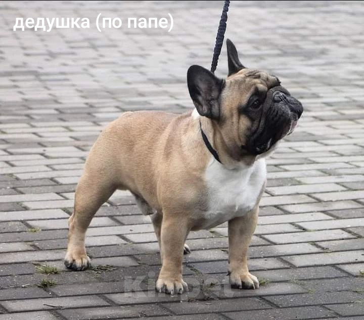 Собаки в Бийске: Француженка Апельсинка Девочка, 80 000 руб. - фото 7