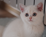 Кошки в Бахчисарае: Шотландский котенок Девочка, 55 000 руб. - фото 1