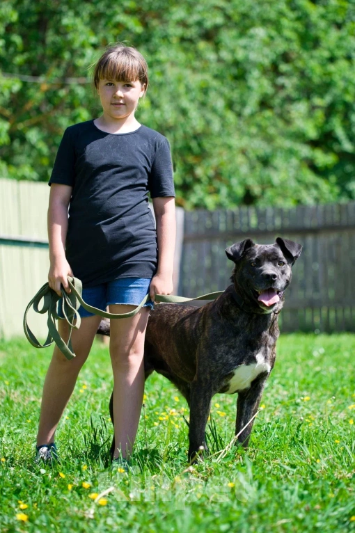 Собаки в Москве: Грозная снаружи но добрая внутри Кора Девочка, Бесплатно - фото 7