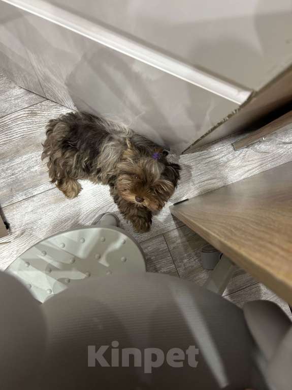 Собаки в Балашихе: Йорк с редким окрасом Мальчик, 20 000 руб. - фото 6