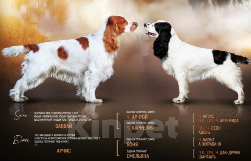 Собаки в Санкт-Петербурге: продается щенок русского охотничьего спаниеля Мальчик, 50 000 руб. - фото 4