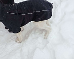 Собаки в Москве: Найдена собака Калошино, Щелковское шоссе,  сиреневый сад  Мальчик, Бесплатно - фото 2