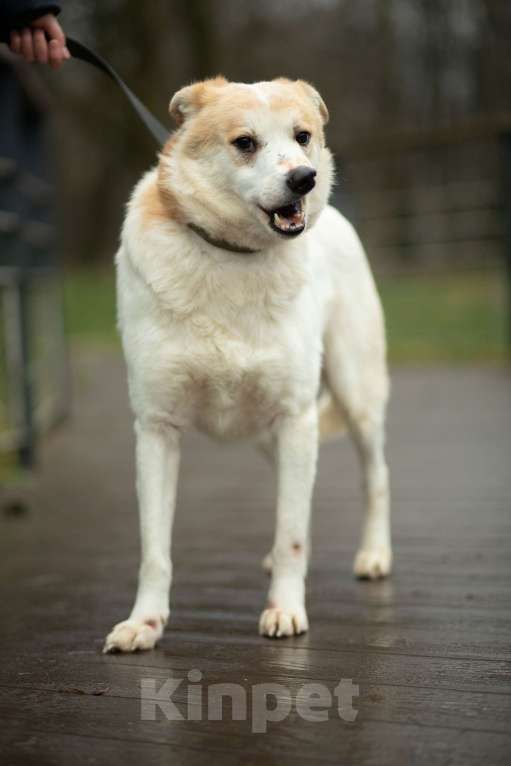 Собаки в Москве: Триша, мальчик, 4 года Мальчик, Бесплатно - фото 6