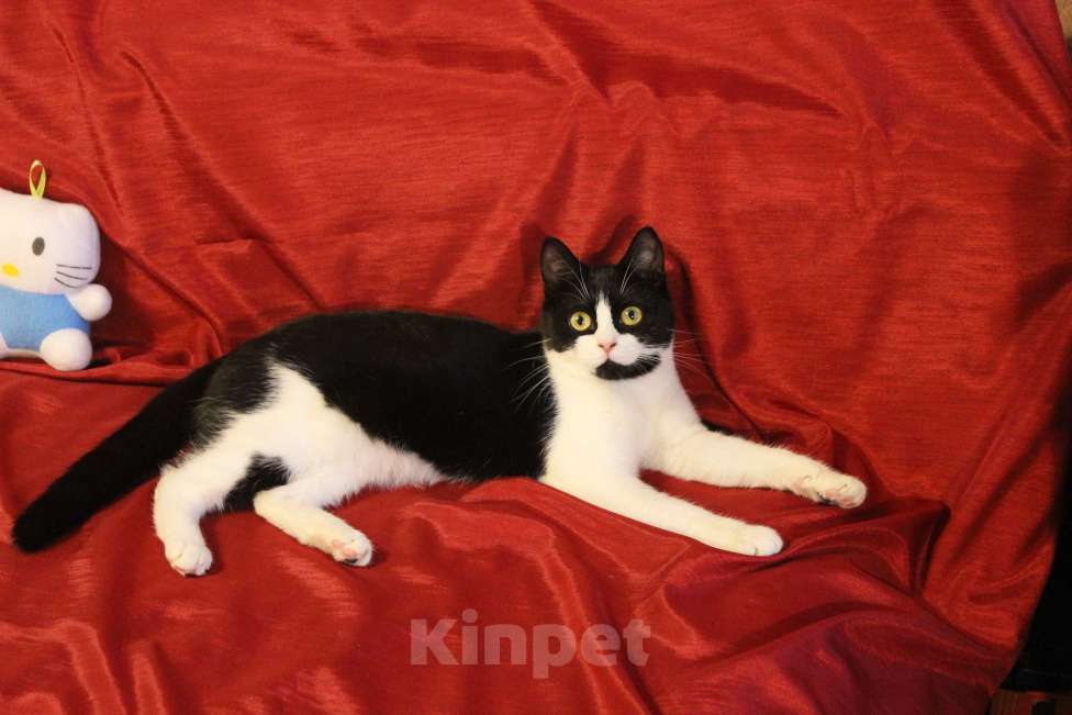 Кошки в Москве: Очаровательная Панечка, 6 мес., в добрые руки Девочка, Бесплатно - фото 1