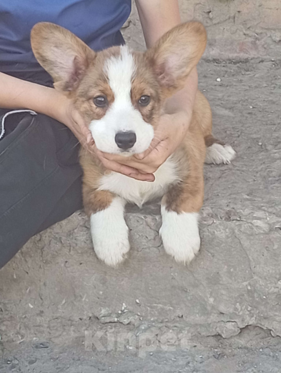 Собаки в Белгороде: Вельш-корги кардиган щенки Мальчик, 45 000 руб. - фото 2