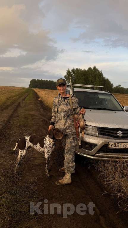 Собаки в Новосибирске: Щенок курцхаара Мальчик, 45 000 руб. - фото 8