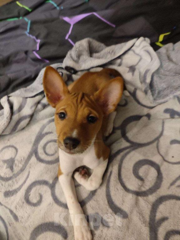 Собаки в Подольске: Басенджи девочки рыже-белые Девочка, 50 000 руб. - фото 5