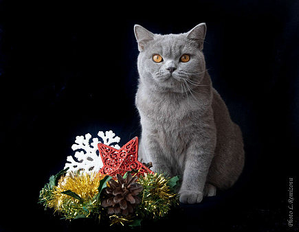 Объявление: Голубой британский кот. Крупный, Бесплатно, Москва