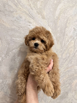 Щенки Мальтипу f1