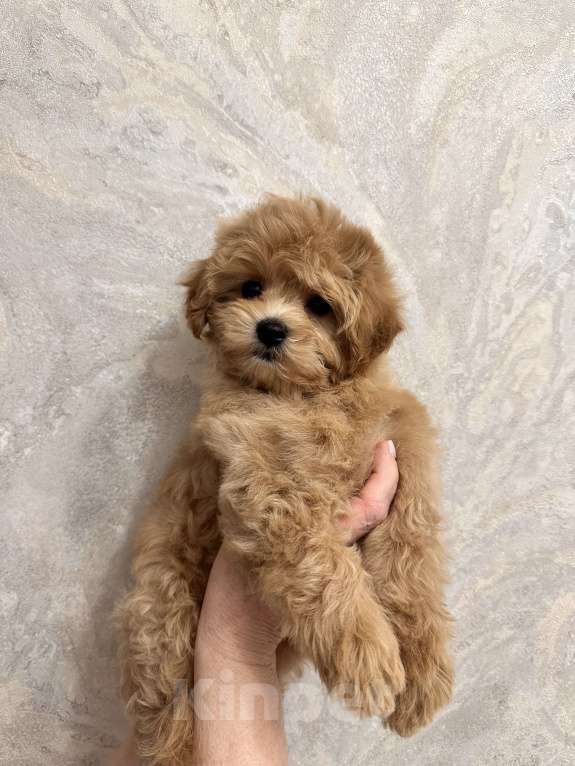 Собаки в Владивостоке: Щенки Мальтипу f1 Мальчик, 100 000 руб. - фото 1