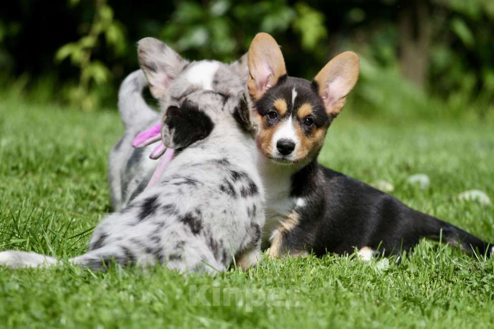 Собаки в Москве: Щенки вельш корги кардиган Мальчик, 80 000 руб. - фото 3