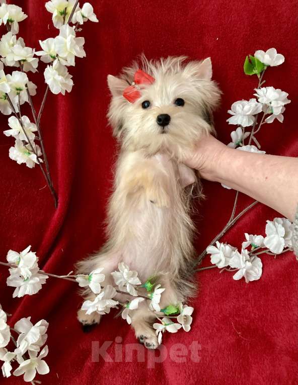 Собаки в Москве: Золотой йорк голддаст мини девочка Девочка, 60 000 руб. - фото 7