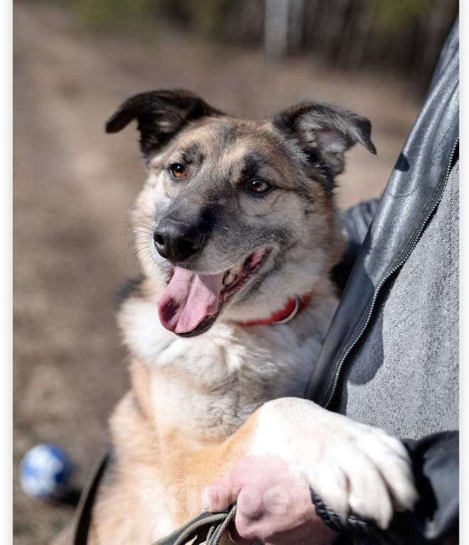 Собаки в Балашихе: мальчишка сидит в приюте и мечтает о доме Мальчик, Бесплатно - фото 3