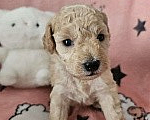 Собаки в других городах Красноярского края: Щенки миниатюрного пуделя 🐩 Девочка, 40 000 руб. - фото 3