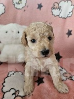 Собаки в других городах Красноярского края: Щенки миниатюрного пуделя 🐩 Девочка, 40 000 руб. - фото 3