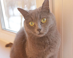 Кошки в Тольятти: В поисках дома и любящей семьи! Девочка, Бесплатно - фото 1