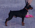Собаки в Севастополе: Вязка,привозной выставочный кобель цвергпинчер,РКФ Мальчик, 3 000 руб. - фото 1