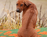 Собаки в Москве: Девочка родезийский риджбек Девочка, Бесплатно - фото 2