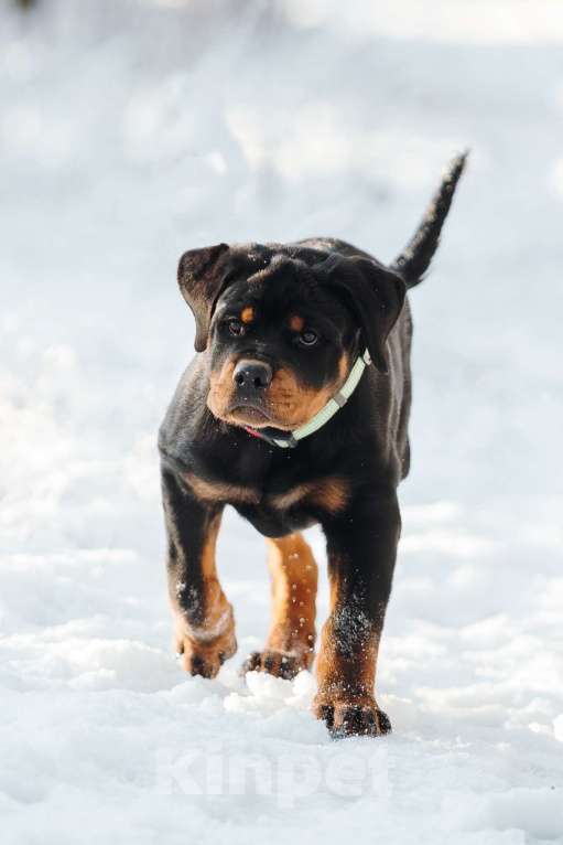 Собаки в Липецке: Высокопородный кобель ротвейлера! Мальчик, 70 000 руб. - фото 4