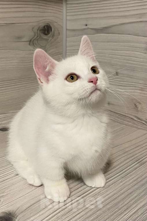 Кошки в Кировске (Мурманская область): Little Prins Мальчик, Бесплатно - фото 3