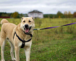 Собаки в Наро-Фоминске: Умка – наиумнейший  Мальчик, Бесплатно - фото 2