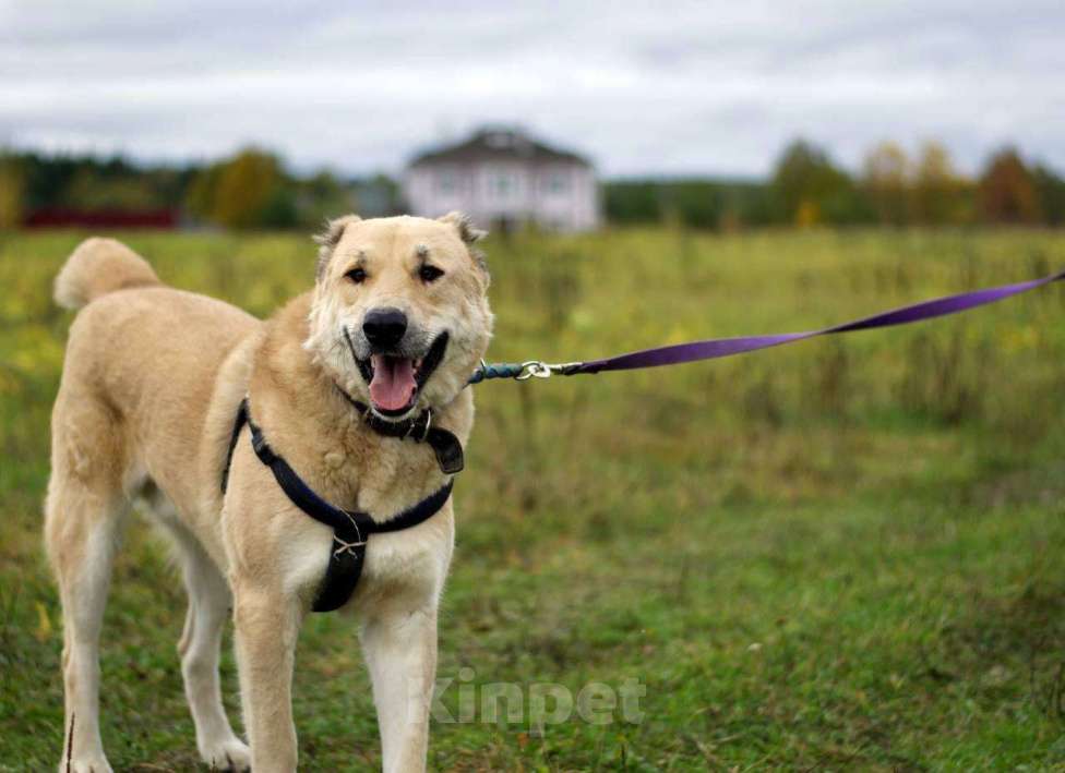 Собаки в Наро-Фоминске: Умка – наиумнейший  Мальчик, Бесплатно - фото 2